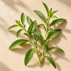 Stevia Leaf