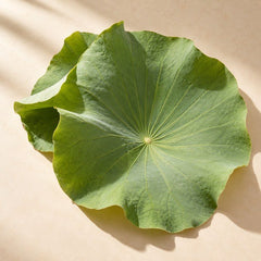 Lotus Leaf