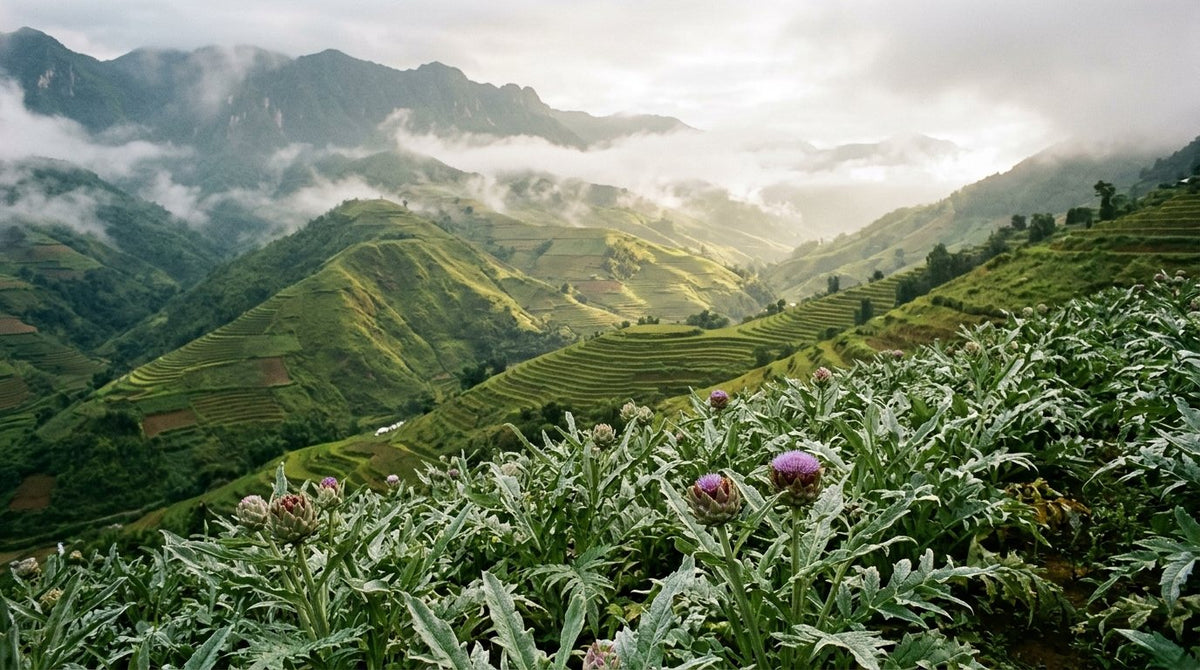 Artichoke plants in bloom on misty terraces in Sa Pa, northern Vietnam