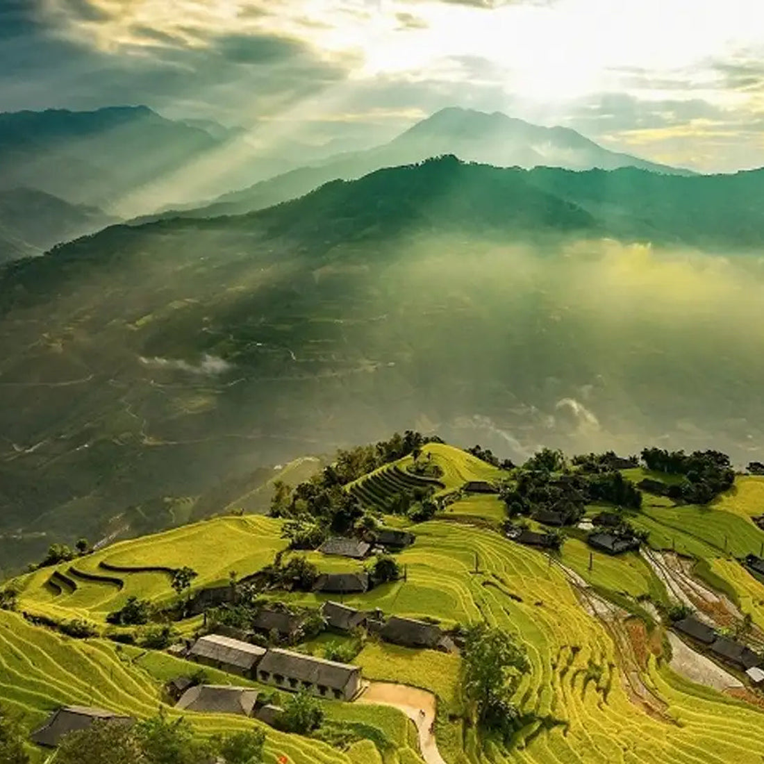 10 Common Vietnamese Herbs for Beginners