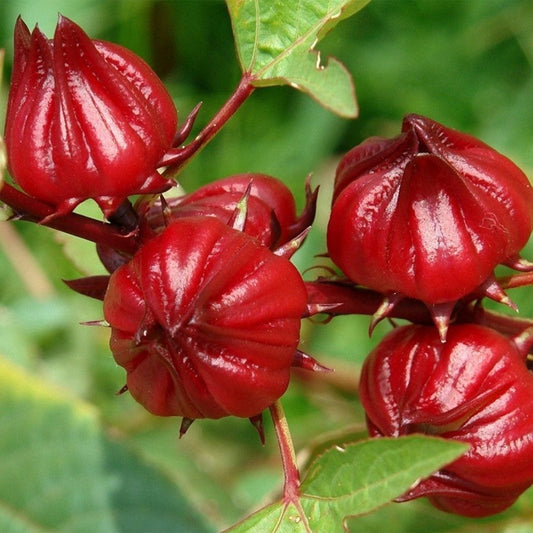 Vietnamese Hibiscus: Twice the Strength, Twice the Radiance