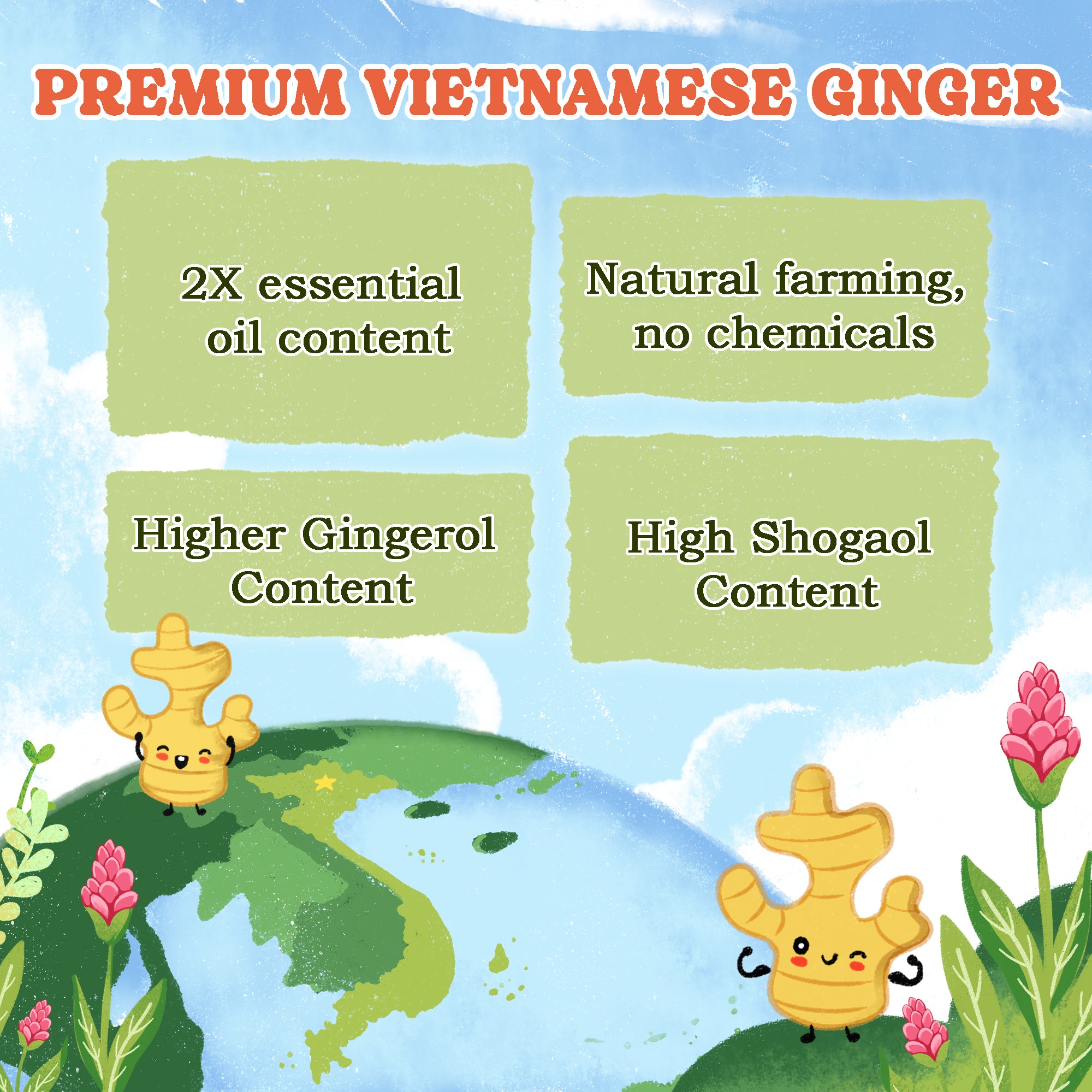 Ginger Herbal Tea Bags