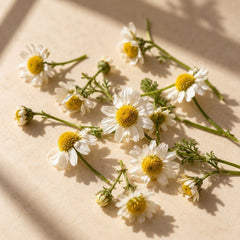 Chamomile
