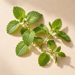 Lemon Balm