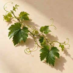 Ampelopsis