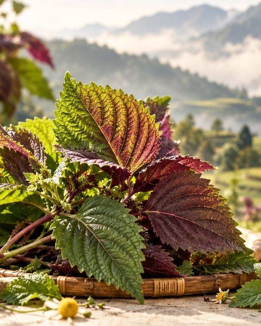 Fresh green and purple perilla leaves on a bamboo tray above the Sa Pa terraces