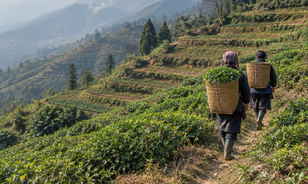 Farmers carrying harvest baskets along the terraced fields of Sa Pa