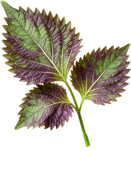 Perilla leaf