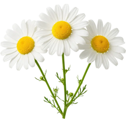 Chamomile