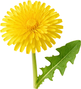 Dandelion