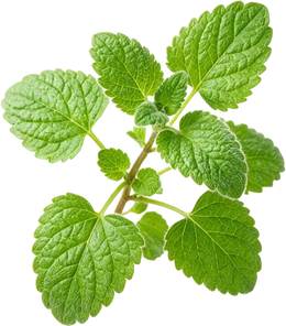 Lemon balm