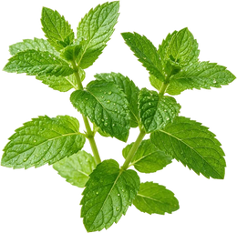 Peppermint